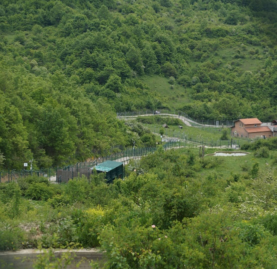 Pylli e Arinjve Bear Sanctury Prishtina