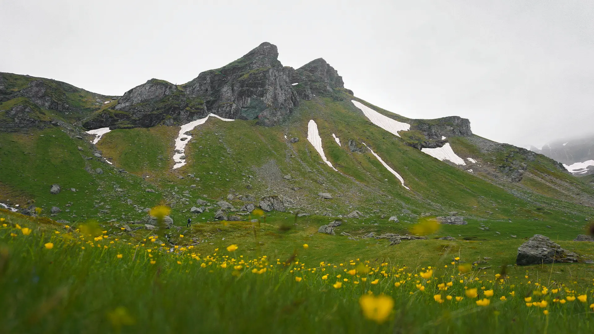 Gjeravica në pranverë livadhet alpine me lule