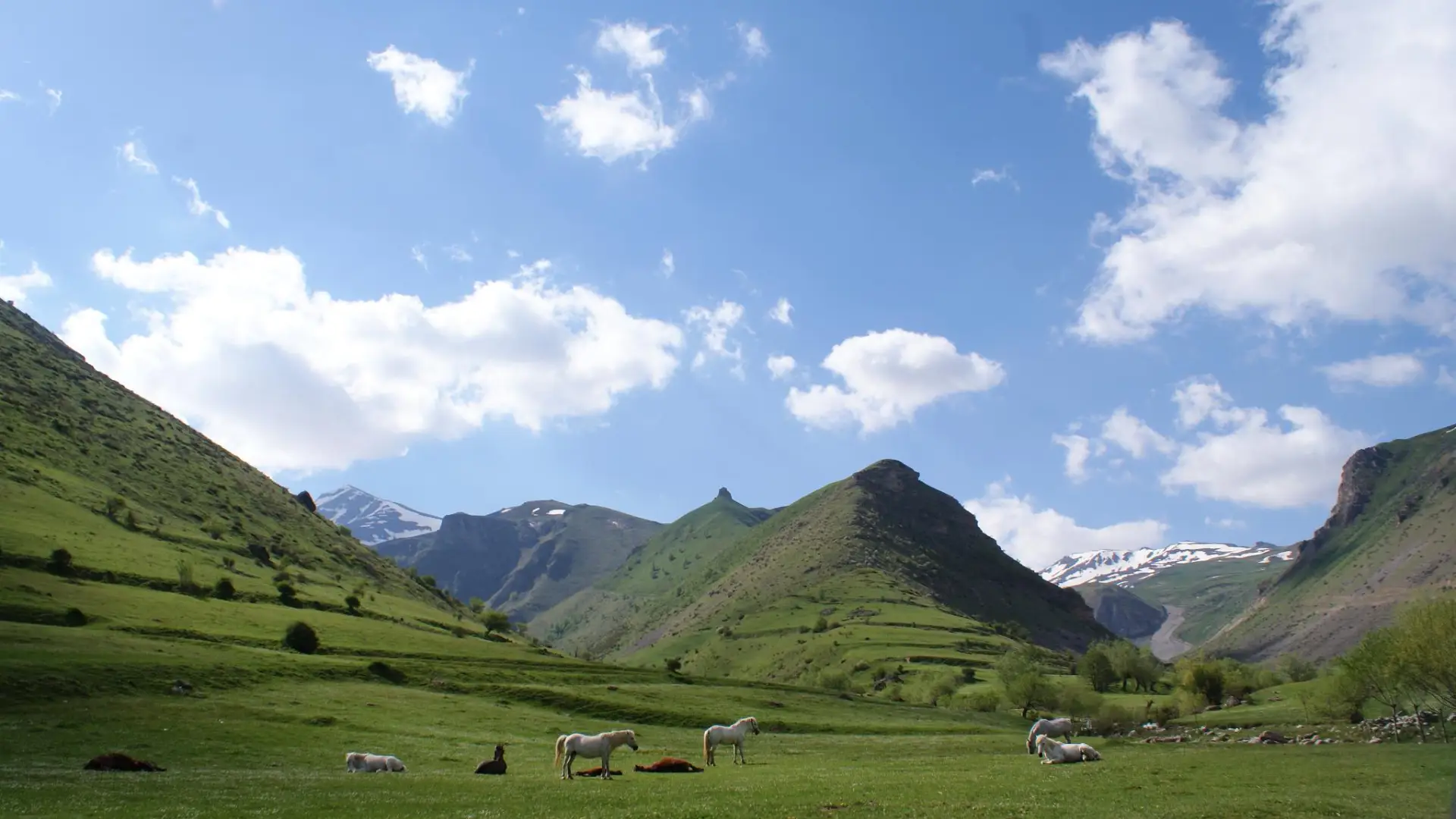 Kali kullotat dhe livadhet e Malit Sharr