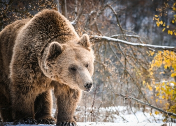 Pylli i arinjve Prishtina